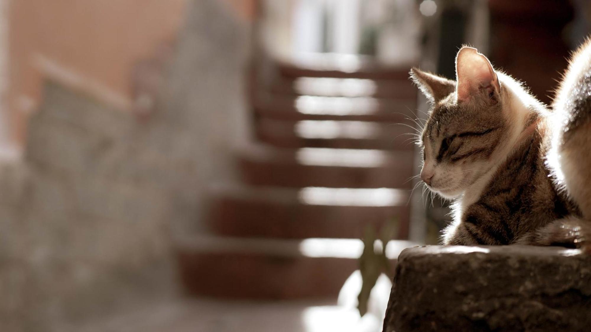 チェターラCasa Nel Borgo Dei Gattiアパートメント エクステリア 写真
